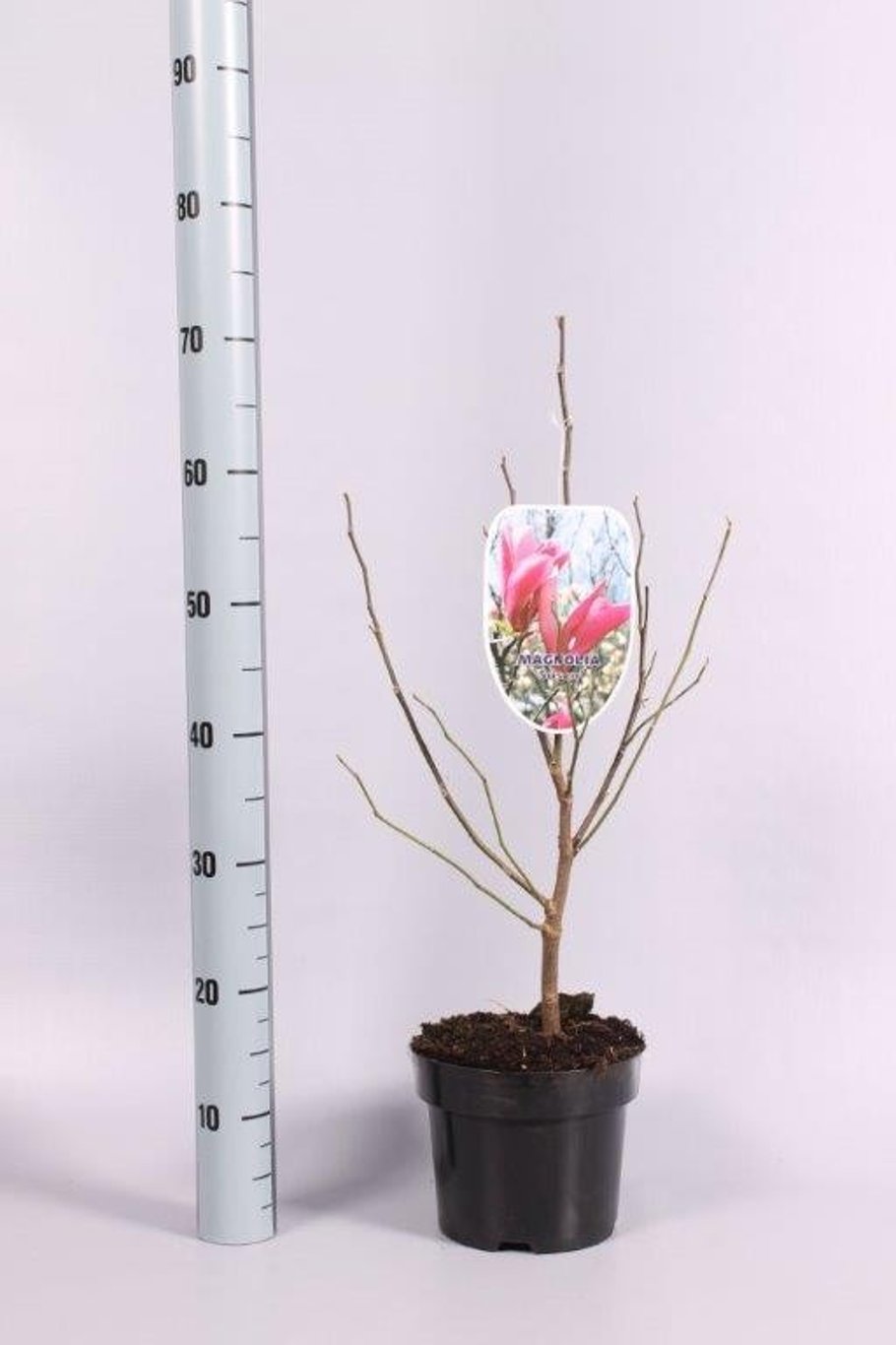 Magnolia 'Ricki' - C3 50-60 CM